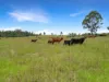 Lot 119, Ellangowan NSW 2470-Image