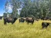 Lot 119, Ellangowan NSW 2470-Image