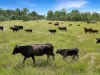 Lot 119, Ellangowan NSW 2470-Image