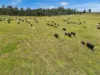 Lot 119, Ellangowan NSW 2470-Image