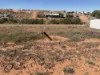 Lot 166 Opal Creek Boulevard, Andamooka, SA 5722-Image