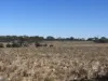 Lot 19 Sleeper Track, Swan Reach, SA 5354
