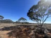 Lot 19 Sleeper Track, Swan Reach, SA 5354-Image