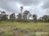 Lot 264 Kunioon Road, Kunioon, Qld 4615-Image