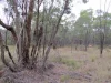 Lot 280 Fortune Drive, Tara, Qld 4421