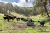 Lot 3/2553 Campfire Road, Walcha, NSW 2354-Image