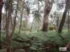Lot 3 Jordans Road, North Motton, Tas 7315-Image