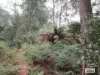 Lot 3 Jordans Road, North Motton, Tas 7315-Image