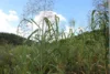 Lot 35 Aplin Road, Bracewell QLD 4695-Image