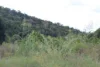 Lot 35 Aplin Road, Bracewell QLD 4695-Image
