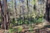 Lot 35 Myrtle Mountain Road, Candelo, NSW 2550-Image