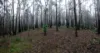 Lot 35 Myrtle Mountain Road, Candelo, NSW 2550-Image