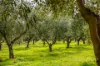 Lot 50 Gaffney Road, Willunga, SA 5172