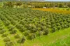 Lot 50 Gaffney Road, Willunga, SA 5172-Image