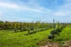Lot 50 Gaffney Road, Willunga, SA 5172-Image