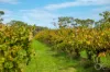 Lot 50 Gaffney Road, Willunga, SA 5172-Image