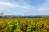 Lot 50 Gaffney Road, Willunga, SA 5172-Image