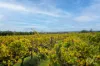 Lot 50 Gaffney Road, Willunga, SA 5172-Image