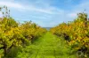 Lot 50 Gaffney Road, Willunga, SA 5172-Image