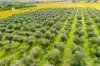 Lot 50 Gaffney Road, Willunga, SA 5172-Image