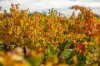 Lot 50 Gaffney Road, Willunga, SA 5172-Image
