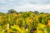 Lot 50 Gaffney Road, Willunga, SA 5172-Image