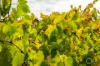 Lot 50 Gaffney Road, Willunga, SA 5172-Image