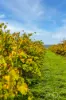Lot 50 Gaffney Road, Willunga, SA 5172-Image