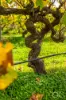 Lot 50 Gaffney Road, Willunga, SA 5172-Image