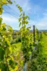 Lot 50 Gaffney Road, Willunga, SA 5172-Image