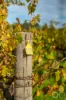 Lot 50 Gaffney Road, Willunga, SA 5172-Image