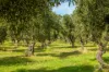 Lot 50 Gaffney Road, Willunga, SA 5172-Image