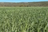 Lot 51 Northampton Port Gregory Road, Yallabatharra, WA 6535-Image