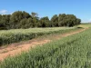 Lot 51 Northampton Port Gregory Road, Yallabatharra, WA 6535-Image