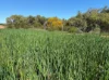 Lot 51 Northampton Port Gregory Road, Yallabatharra, WA 6535-Image