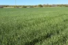 Lot 51 Northampton Port Gregory Road, Yallabatharra, WA 6535-Image
