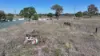 Lot 51 Warrumbungle Way, Binnaway NSW 2395-Image