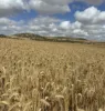 Lot 65 Forrester Road, Mount Erin, WA 6532