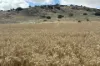 Lot 65 Forrester Road, Mount Erin, WA 6532-Image