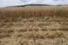 Lot 65 Forrester Road, Mount Erin, WA 6532-Image