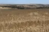 Lot 65 Forrester Road, Mount Erin, WA 6532-Image
