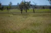 Lot 66 Glen Hazel Road, Inverell NSW 2360-Image