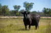 Lot 66 Glen Hazel Road, Inverell NSW 2360-Image