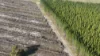 Lot 8 Bangham Road, Bangham, SA 5268-Image