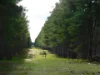 Lot 8, Bangham SA 5268-Image