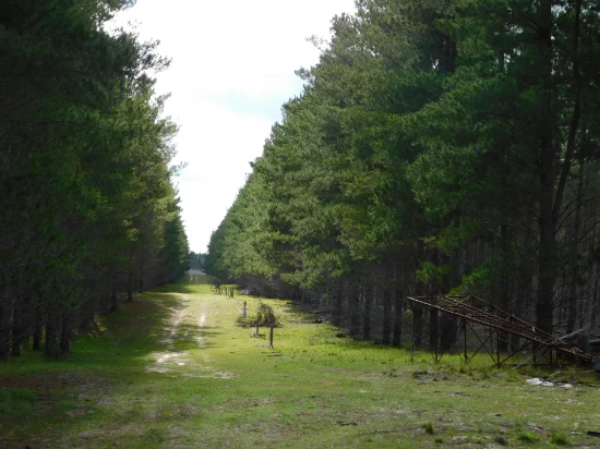 Lot 8, Bangham SA 5268-Image