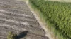 Lot 8, Bangham SA 5268-Image