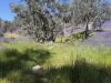 Lot 96 Horrocks Highway, Wilmington, SA 5485-Image