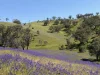 Lot 96 Horrocks Highway, Wilmington, SA 5485-Image