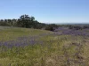 Lot 96 Horrocks Highway, Wilmington, SA 5485-Image